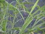 bladegrass2.jpg