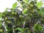 breadfruit.jpg