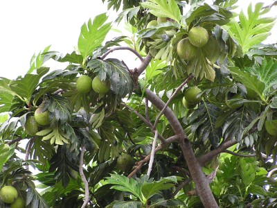 breadfruit.jpg