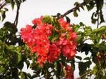 bougainvillea.jpg