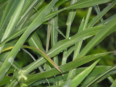 bladegrass.jpg