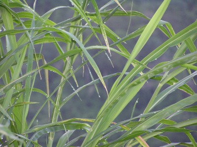 bladegrass2.jpg